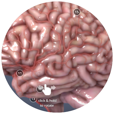 Anatomy of the Human Brain