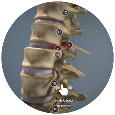 Human Spinal Injury Anatomy